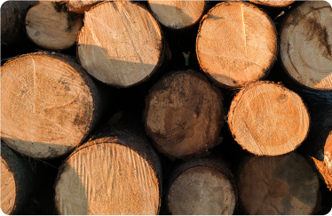 cleartree offers professional tree removal services