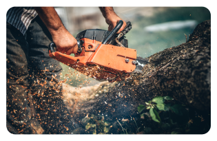 professional tree removal services
