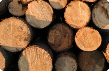 cleartree offers professional tree removal services