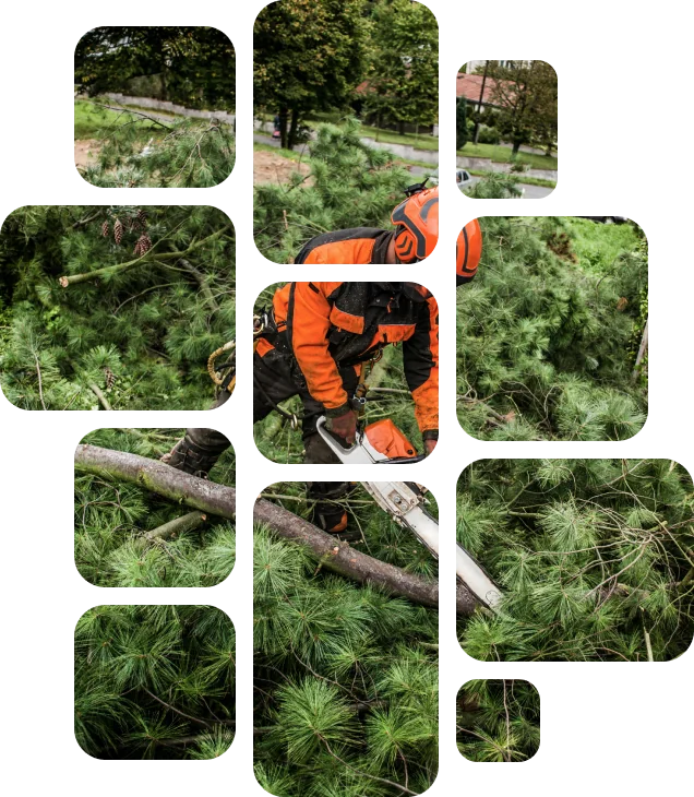 professional tree remover - Clear Tree professional tree remover