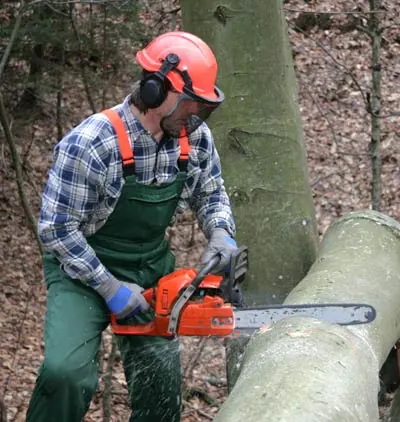 tree removal professional