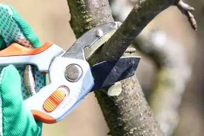tree pruning